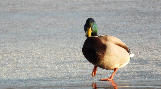 Stockente auf Eis Foto: J. Kasper am 9. Januar 2026, Satzfischanlage See
