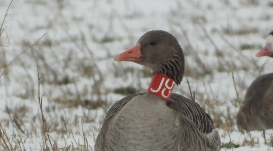 Tschechische Graugans rot J55 Foto: J. Kasper am 9. Januar 2026, Feldflur westlich See