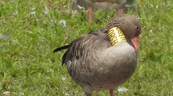 Graugans gelb H380 Foto: J. Kasper am 21. Juli 2025, Talsperre Quitzdorf, Teilbecken Reichendorf