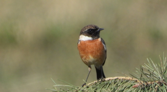 Schwarzkehlchen Foto: J. Kasper am 6. März 2026, Neuliebler Senke