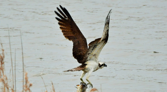 Fischadler Foto: J. Böttcher am Tauerwiesenteich