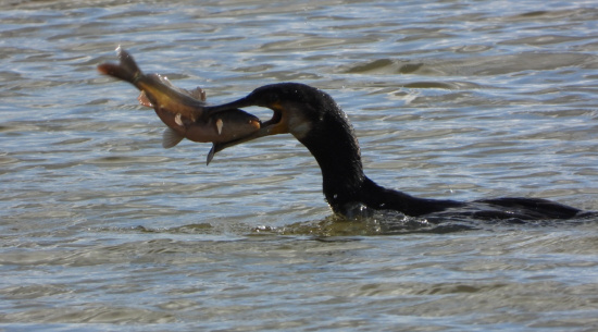 Kormoran Foto: J. Kasper am 26. Oktober 2026, TG Zimpel, Heuteich