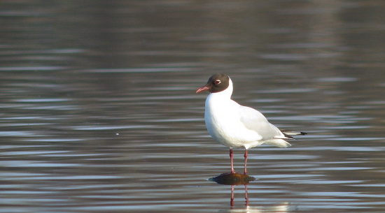 Lachmöwe Foto: W. Klauke, Neuteich Diehsa