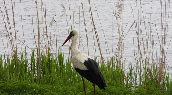 Weißstorch Foto: J. Kasper