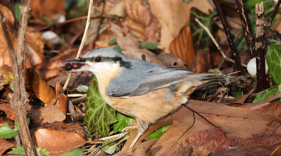 Kleiber beim sammeln von Beeren Foto: L. Schibilsky am 8. Dezember 2025, Kromlauer Park