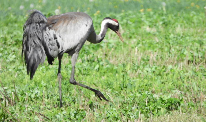 Kranich bei der Nahrungssuche – Foto: J. Kasper