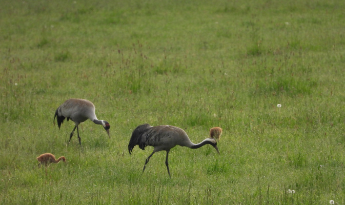 Kranich mit 2 kleinen Jungen – Foto: J. Kasper