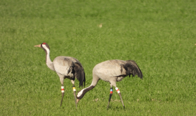 Kraniche mit tschechischen Farbringen – Foto: J. Kasper