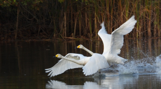 Singschwäne Foto: J. Kasper am 13. Oktober 2025, TG Kreba-W