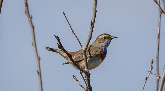 Blaukehlchen Foto: S. + I. Palfi am 2. April 2026, Neuliebler Senke