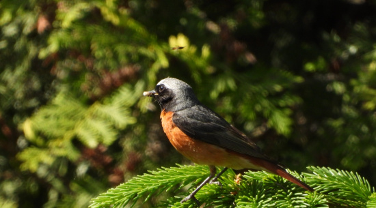 Gartenrotschwanz (Männchen) Futter tragend Foto: J. Kasper am 26. Mai 2026, Kodersdorf